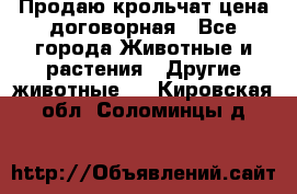 Продаю крольчат цена договорная - Все города Животные и растения » Другие животные   . Кировская обл.,Соломинцы д.
